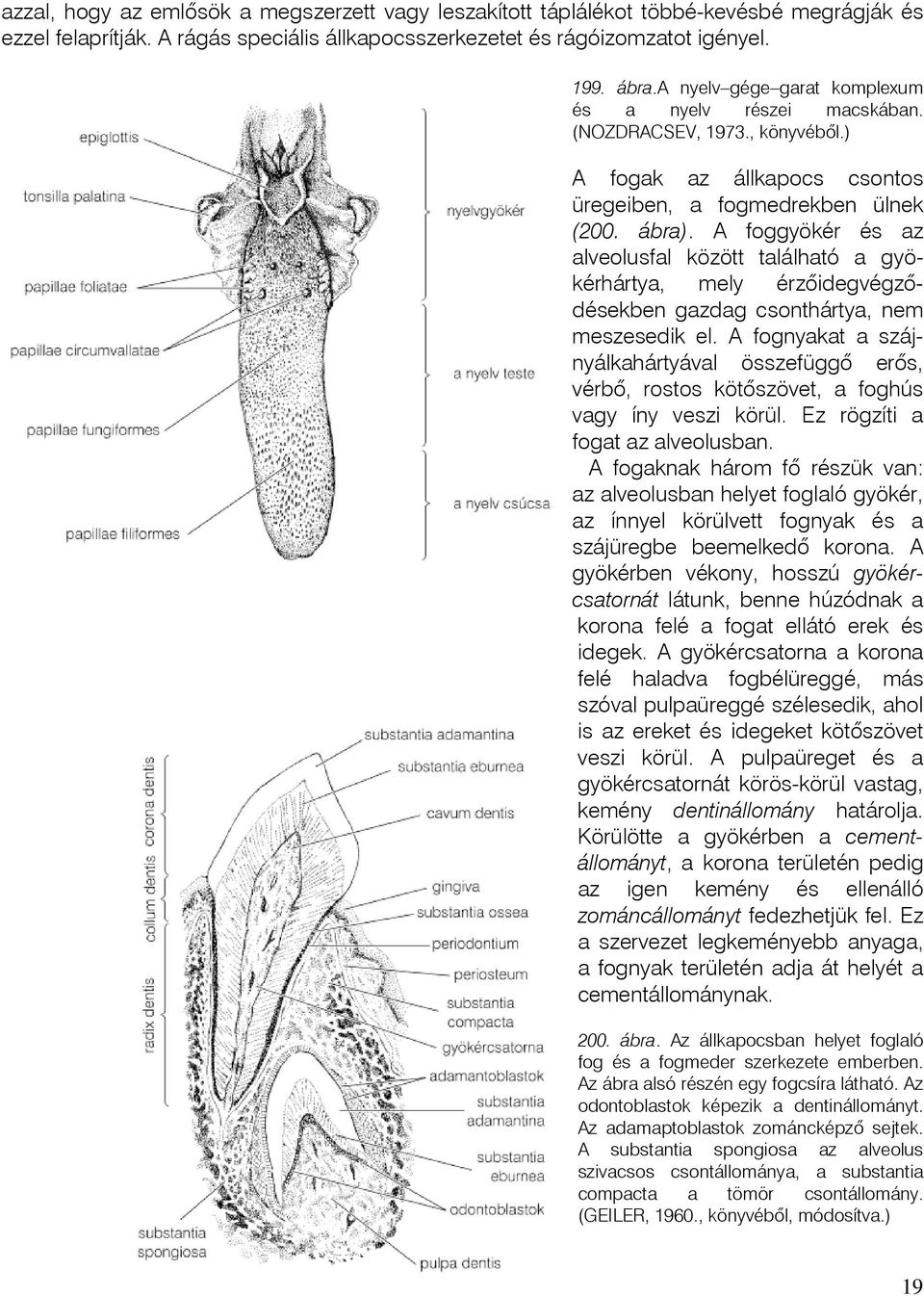 A foggyökér és az alveolusfal között található a gyökérhártya, mely érzôidegvégzôdésekben gazdag csonthártya, nem meszesedik el.