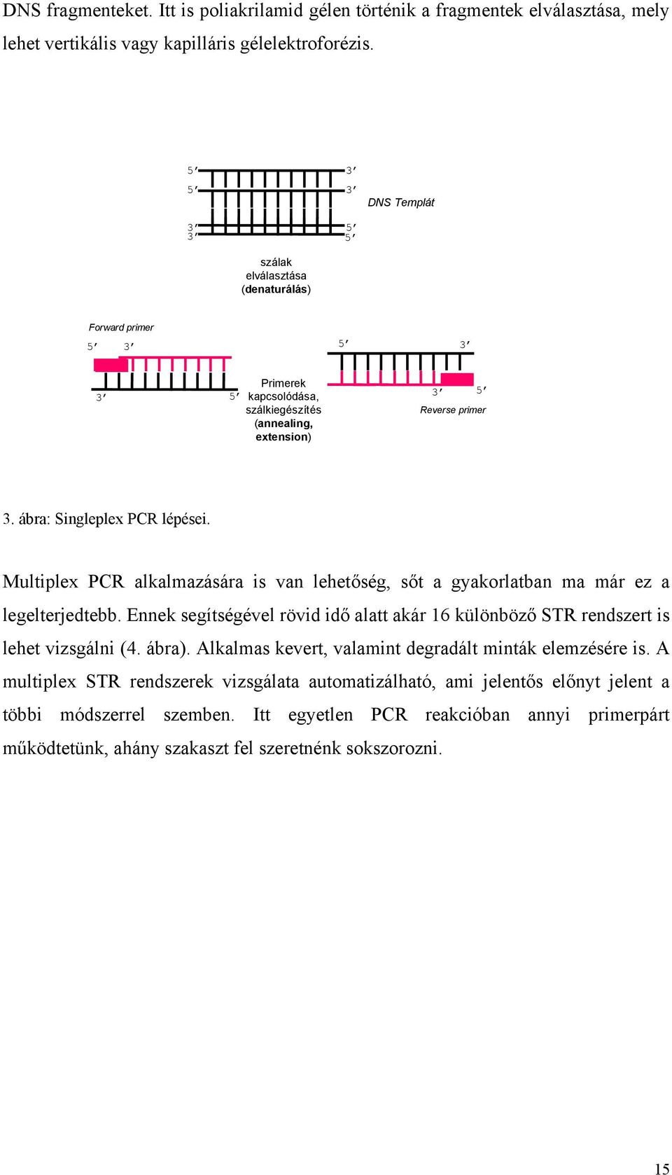 ábra: Singleplex PCR lépései. Multiplex PCR alkalmazására is van lehetőség, sőt a gyakorlatban ma már ez a legelterjedtebb.