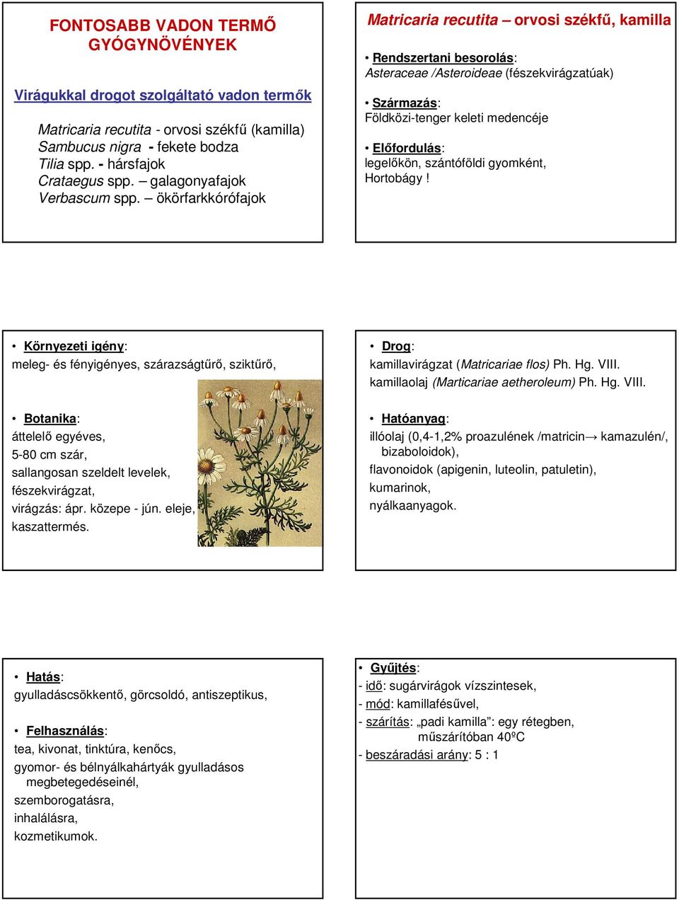 ökörfarkkórófajok Matricaria recutita orvosi székfő, kamilla Asteraceae /Asteroideae (fészekvirágzatúak) Földközi-tenger keleti medencéje legelıkön, szántóföldi gyomként, Hortobágy!