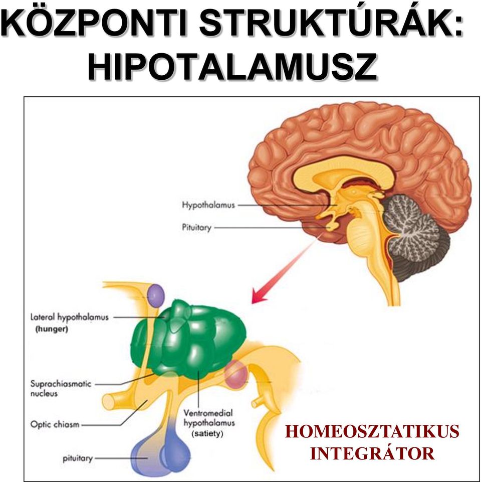 HIPOTALAMUSZ