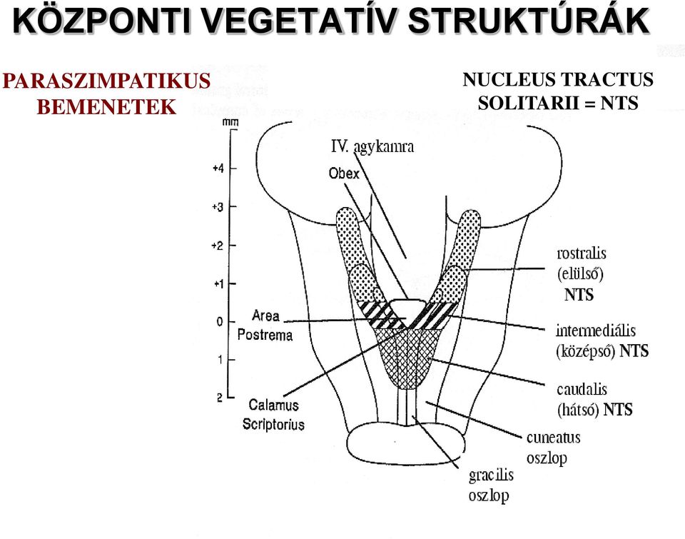 PARASZIMPATIKUS