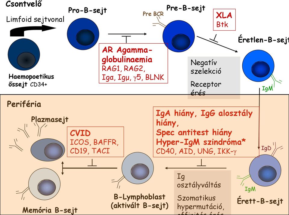 Receptor érés IgA hiány, IgG alosztály hiány, Spec antitest hiány Hyper-IgM szindróma* CD40, AID, UNG, IKK-γ
