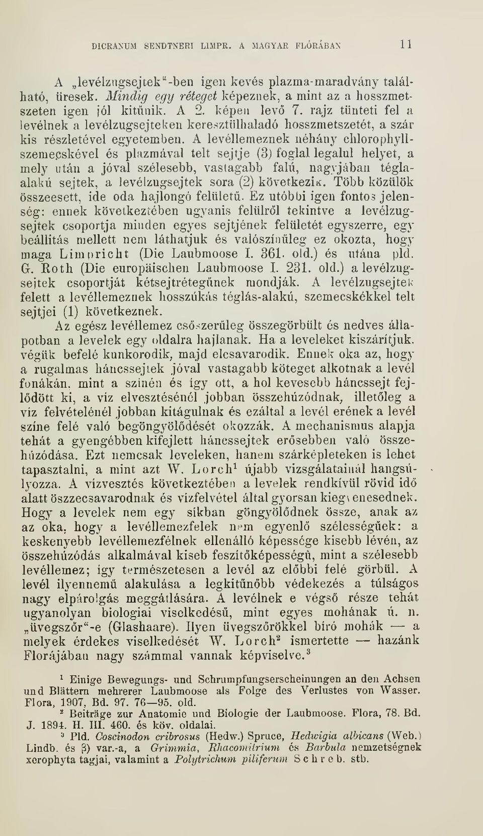 A levéllemeznek néhány chlorophyllszemepskével és plazmával telt sejtje (3) foglal legalul helyet, a mely után a jóval szélesebb, vastagabb falú, nagyjában téglaalakú sejtek, a levélzugsejtek sora