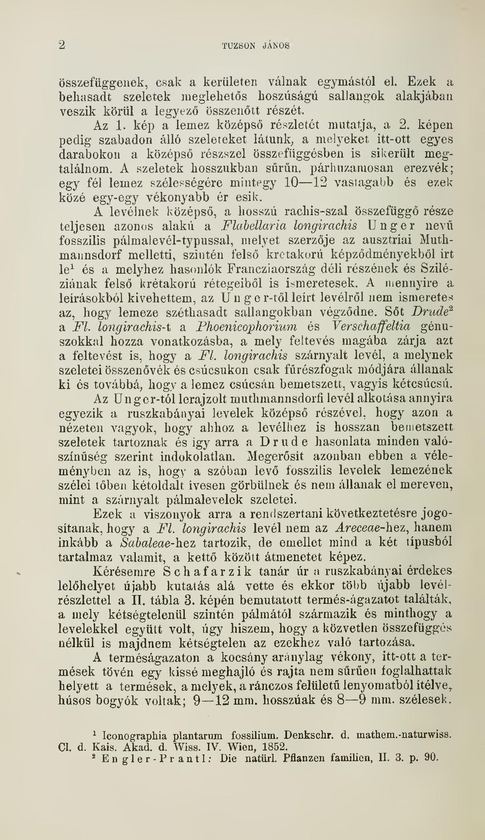 A szeletek hosszukban srn, párhuzamosan erezvék; egy fél lemez szélességére mintegy 10 12 vastagabb és ezek közé egy-egy vékonyabb ér esik.
