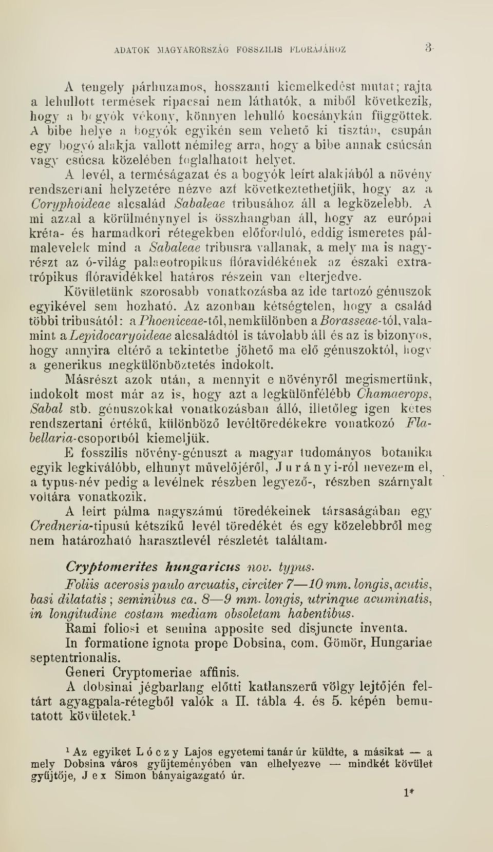 A bibe helye a bogyók egyikén sem vehet ki tisztán, csupán egy bogyó alr.kja vallott némileg arra, hogy a bibe annak csúcsán vagy csúcsa közelében foglalhatott helyet.