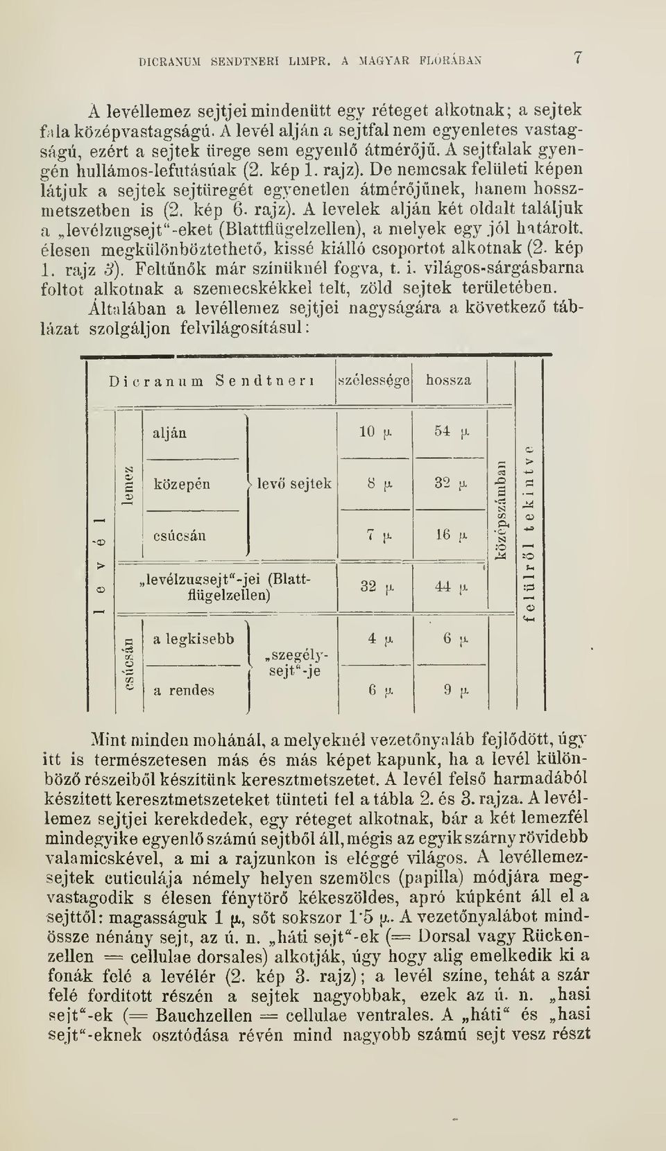 De nemcsak felületi képen látjuk a sejtek sejtüregét egyenetlen átmérjnek, hanem hosszmetszetben is (2. kép 6. rajz).