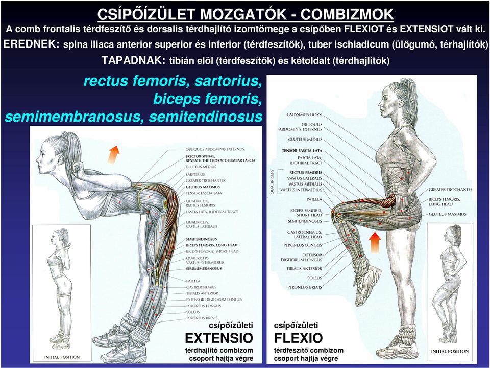 EREDNEK: spina iliaca anterior superior és inferior (térdfeszítık), tuber ischiadicum (ülıgumó, térhajlítók) TAPADNAK: tibián