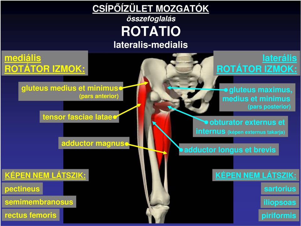 medius et minimus (pars posterior) obturator externus et internus (képen externus takarja) adductor longus