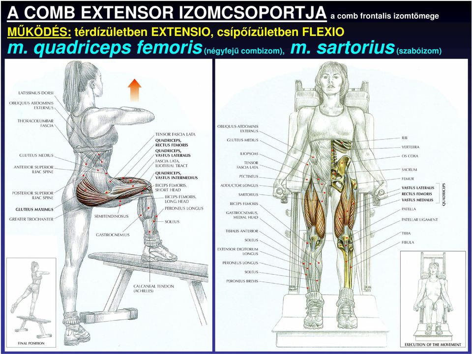 EXTENSIO, csípıízületben FLEXIO m.