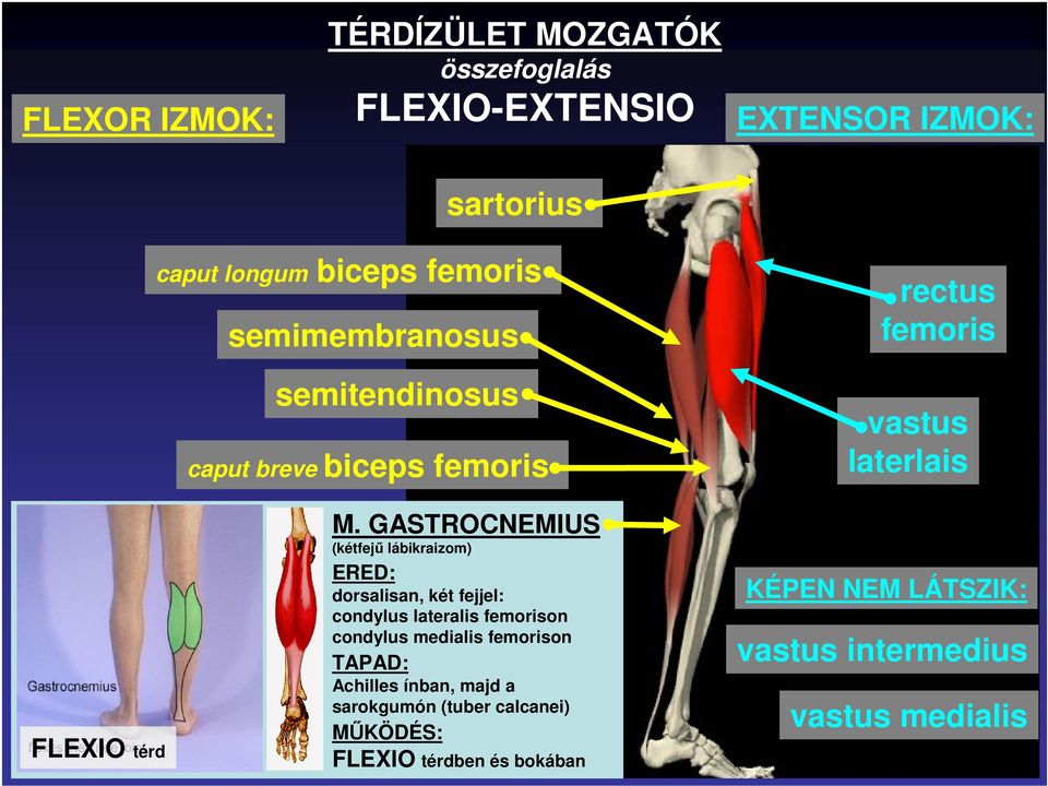 GASTROCNEMIUS (kétfejő lábikraizom) ERED: dorsalisan, két fejjel: condylus lateralis femorison condylus medialis femorison