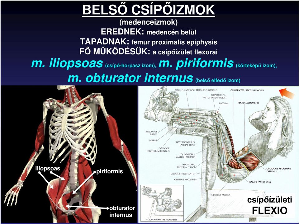 iliopsoas (csípı-horpasz izom), m. piriformis (körteképő izom), m.