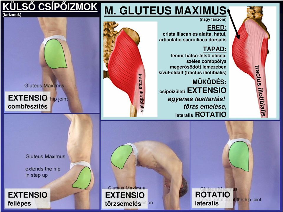 sacroiliaca dorsalis TAPAD: femur hátsó-felsı oldala, széles combpólya megerısödött lemezében kívül-oldalt