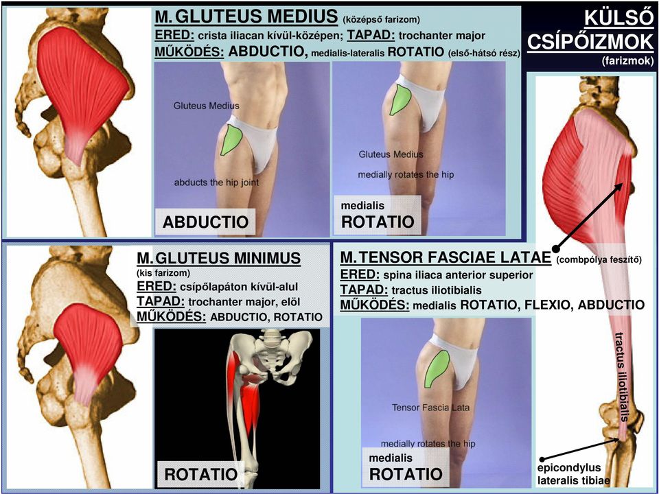 GLUTEUS MINIMUS (kis farizom) ERED: csípılapáton kívül-alul TAPAD: trochanter major, elöl MŐKÖDÉS: ABDUCTIO, ROTATIO medialis ROTATIO M.