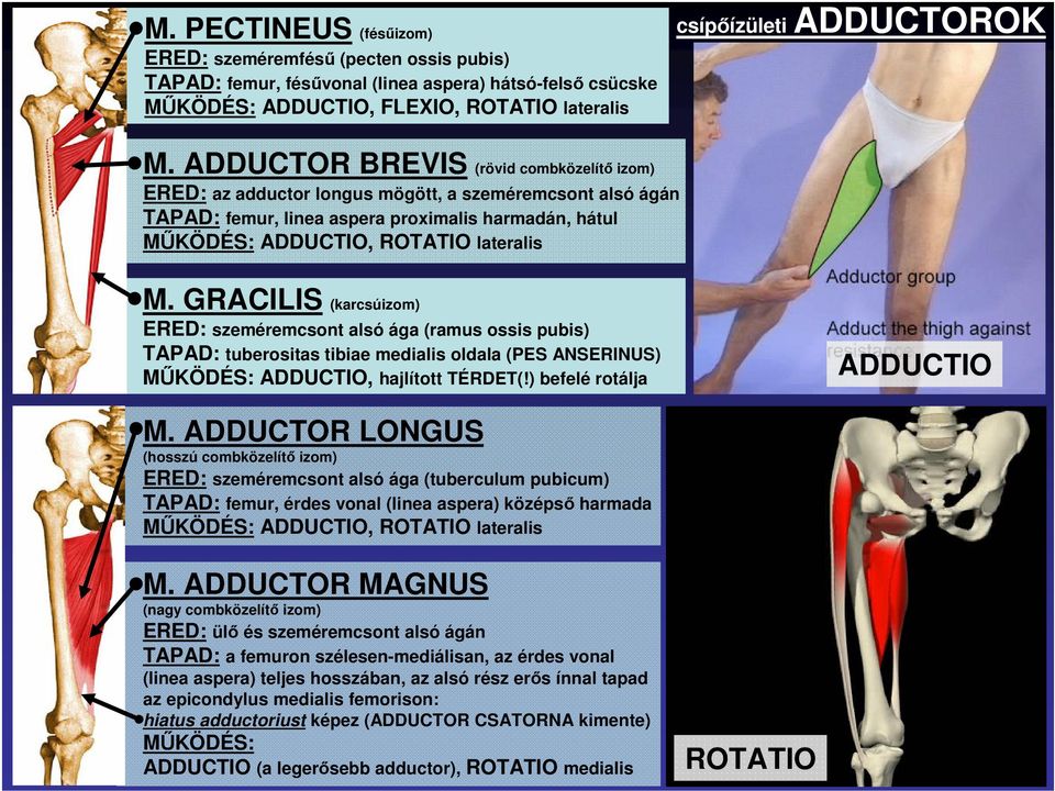 GRACILIS (karcsúizom) ERED: szeméremcsont alsó ága (ramus ossis pubis) TAPAD: tuberositas tibiae medialis oldala (PES ANSERINUS) MŐKÖDÉS: ADDUCTIO, hajlított TÉRDET(!) befelé rotálja ADDUCTIO M.