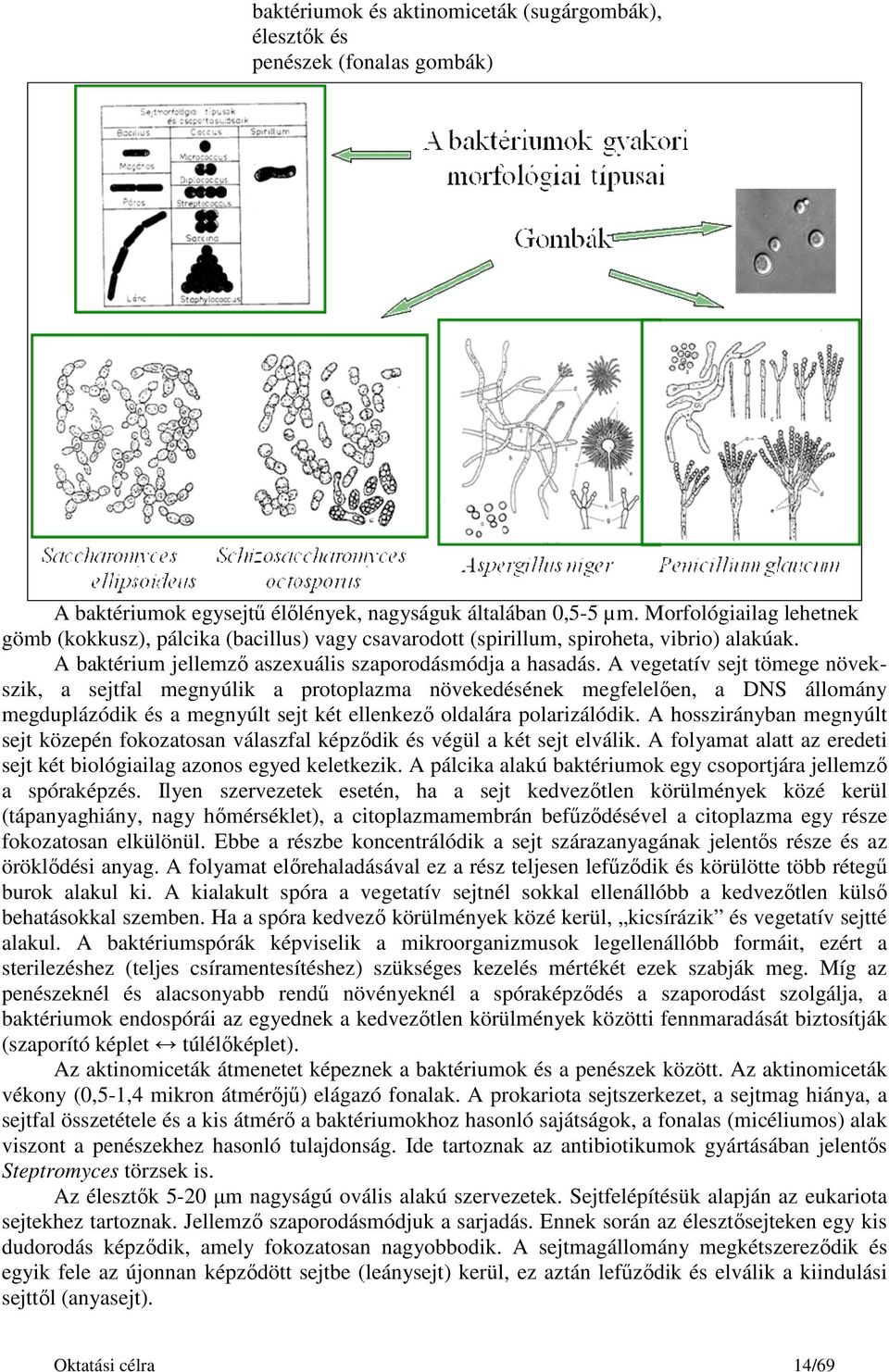 A vegetatív sejt tömege növekszik, a sejtfal megnyúlik a protoplazma növekedésének megfelelően, a DNS állomány megduplázódik és a megnyúlt sejt két ellenkező oldalára polarizálódik.