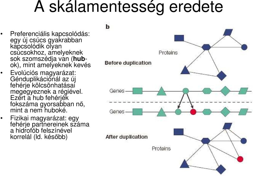 Génduplikációnál az új fehérje kölcsönhatásai megegyeznek a régiével.