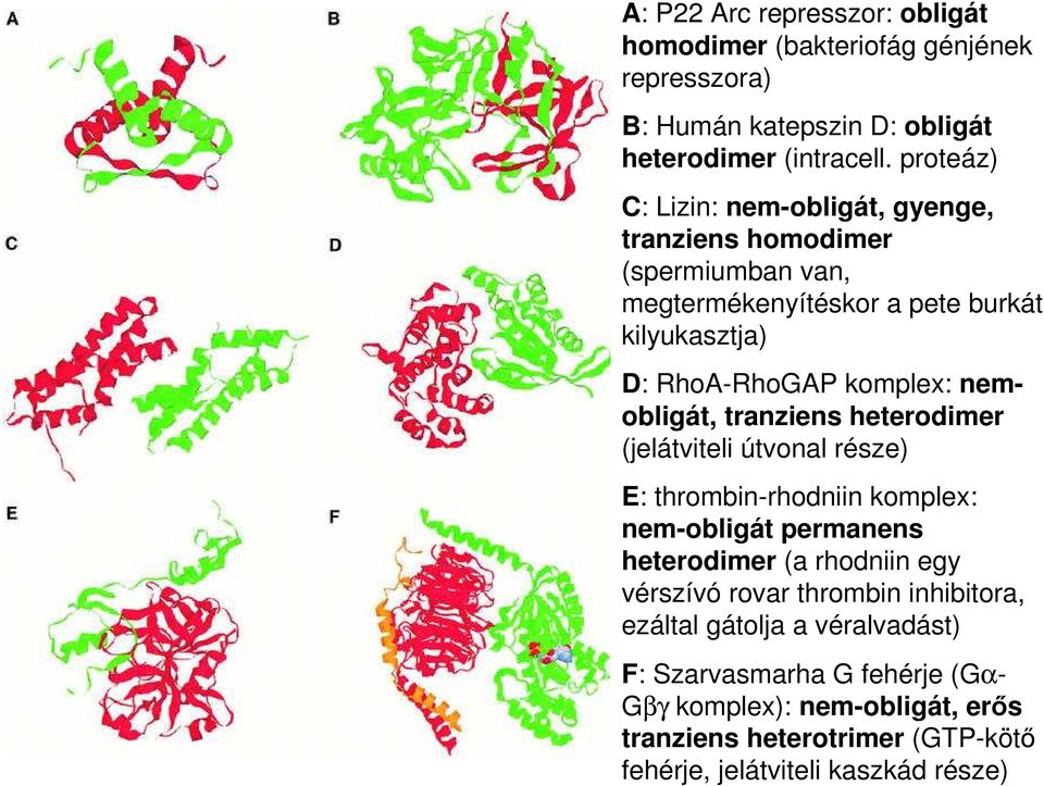 nemobligát, tranziens heterodimer (jelátviteli útvonal része) E: thrombin-rhodniin komplex: nem-obligát permanens heterodimer (a rhodniin egy vérszívó