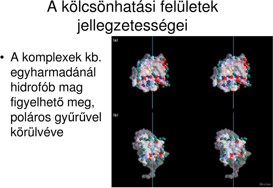 egyharmadánál hidrofób mag