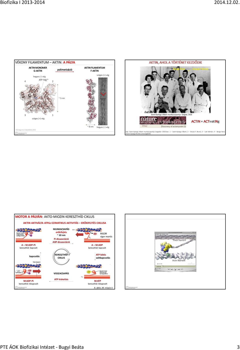 Cytoskeleton2010 ~ 8 nm hegyes (-) vég kép: Szent-Györgyi Albert munkacsoportja Szegeden 1933-ban. 1 Szent-Györgyi Albert; 2 Straub F.