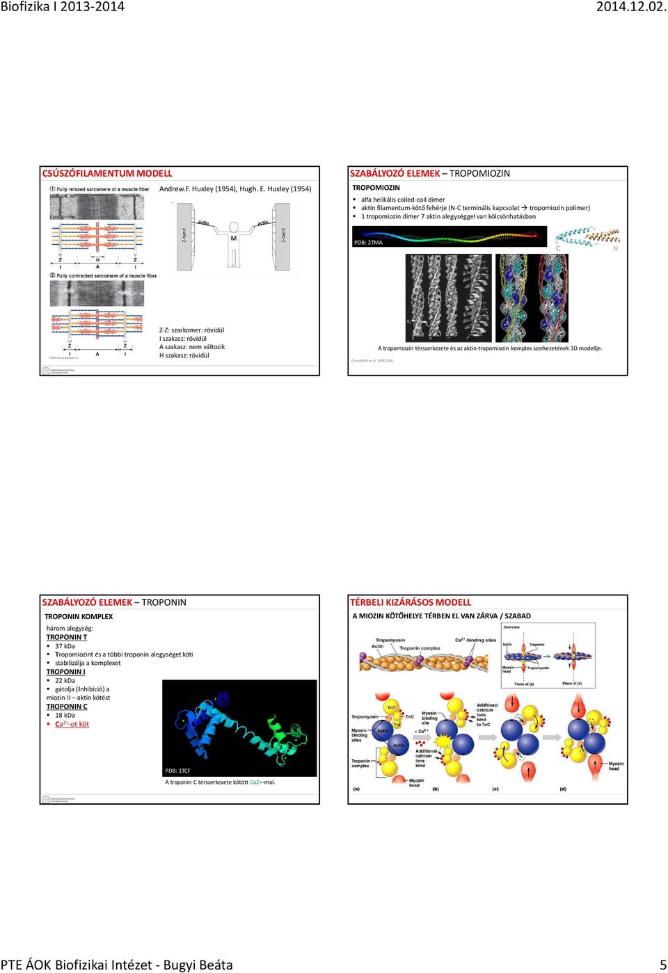 alegységgel van kölcsönhatásban PDB: 2TMA C N Z-Z: szarkomer: rövidül I szakasz: rövidül A szakasz: nem változik H szakasz: rövidül Greenfieldet al. JMB 2006.