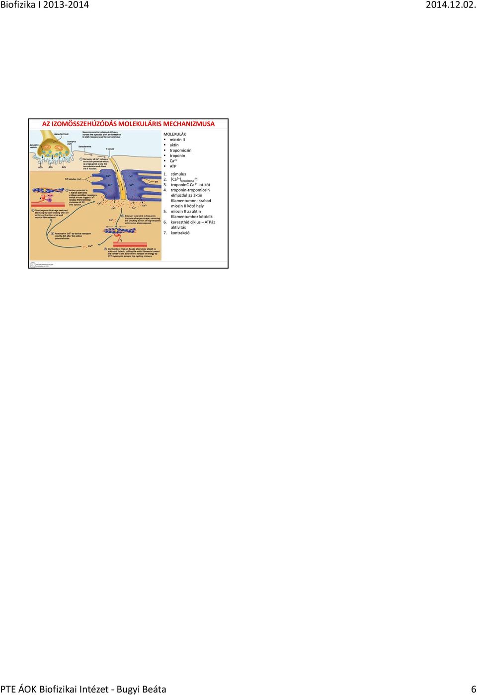 troponin-tropomiozin elmozdul az aktin filamentumon: szabad miozin II kötő hely 5.