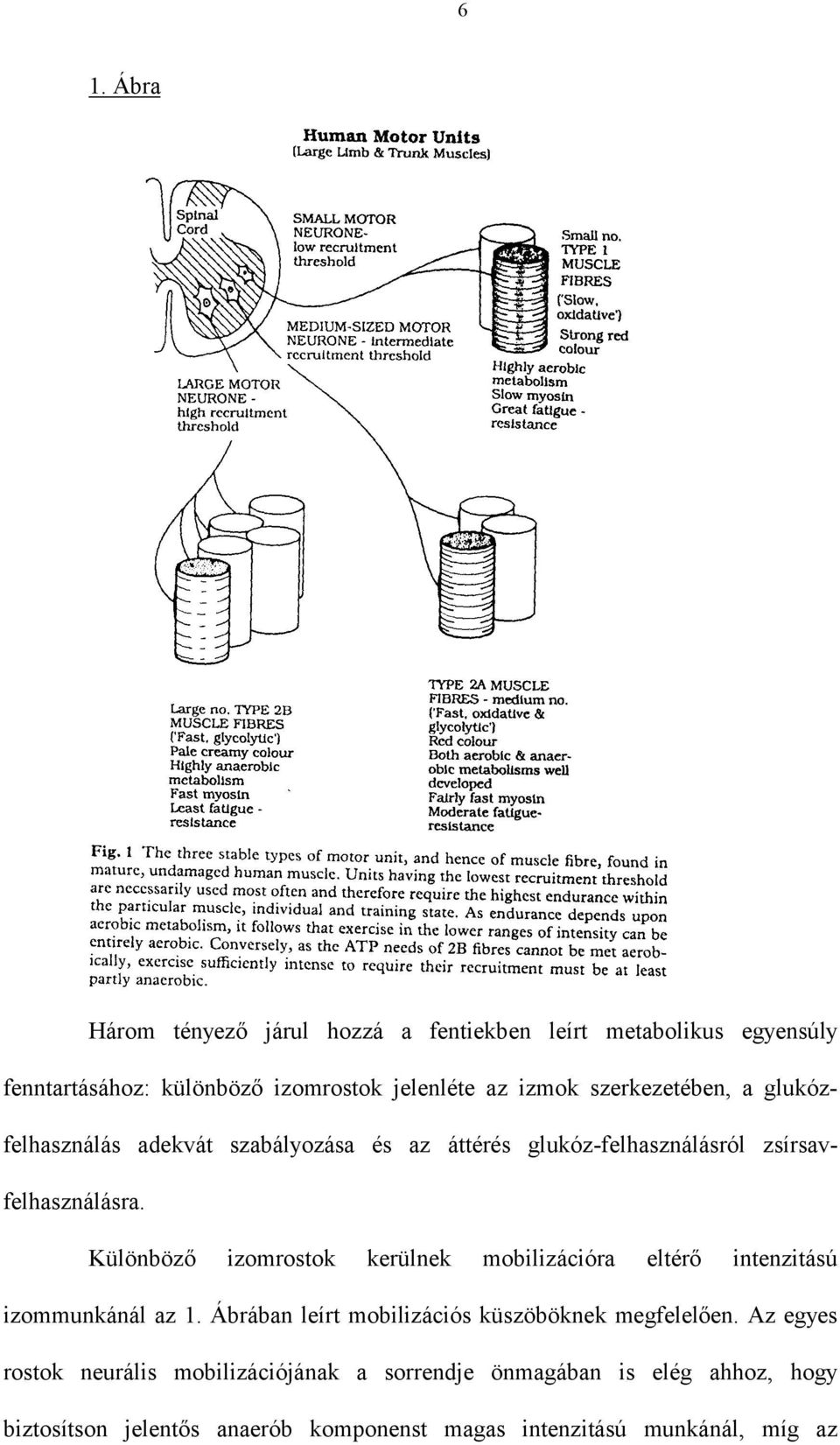 Különböző izomrostok kerülnek mobilizációra eltérő intenzitású izommunkánál az 1. Ábrában leírt mobilizációs küszöböknek megfelelően.