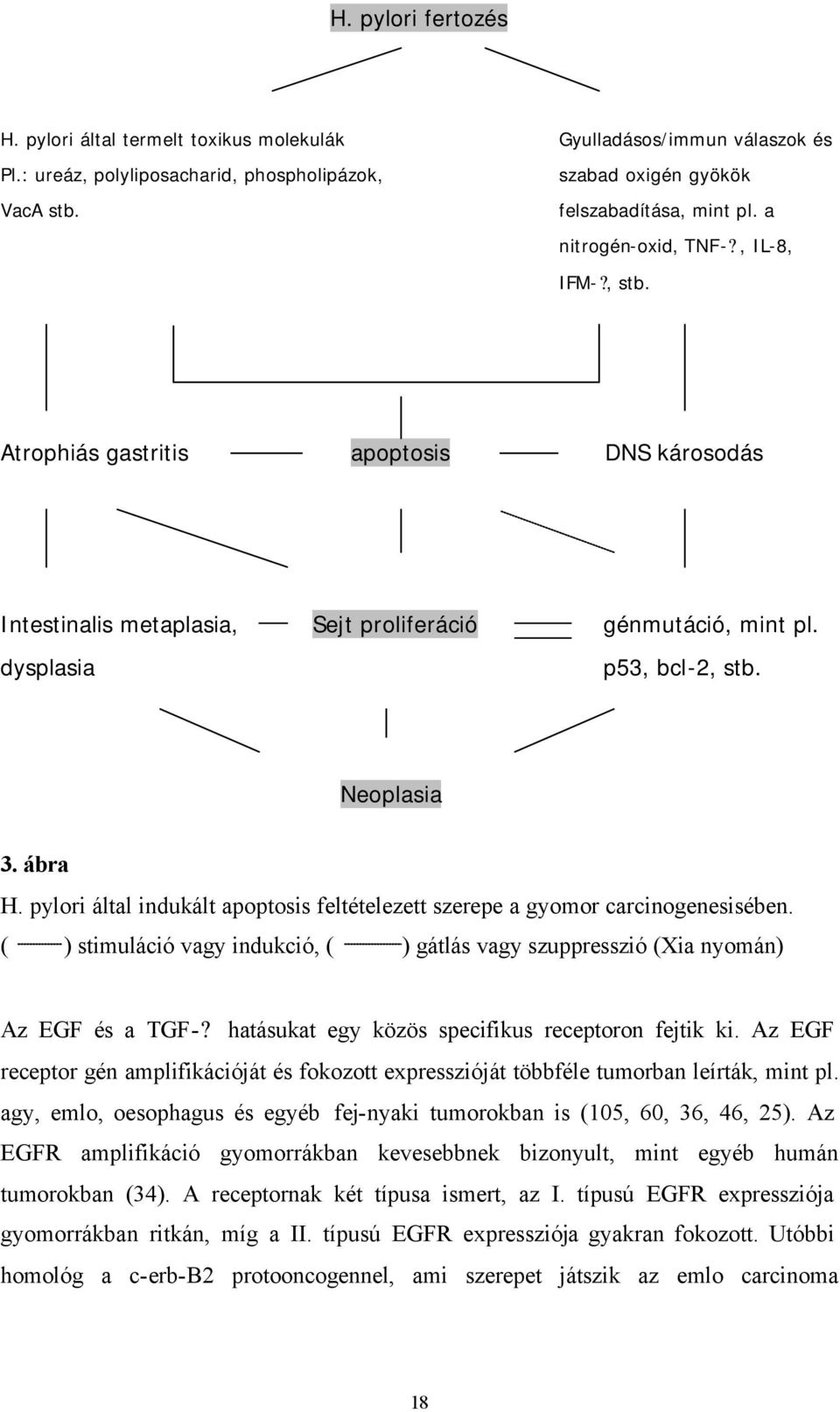 pylori által indukált apoptosis feltételezett szerepe a gyomor carcinogenesisében. ( ) stimuláció vagy indukció, ( ) gátlás vagy szuppresszió (Xia nyomán) Az EGF és a TGF-?