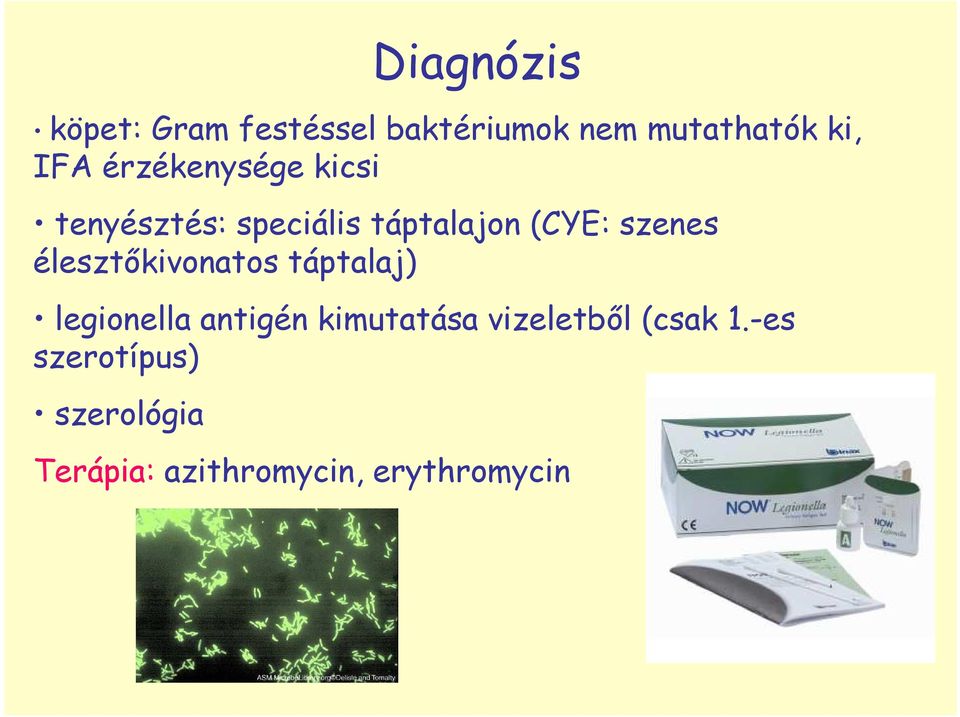 élesztıkivonatos táptalaj) legionella antigén kimutatása vizeletbıl