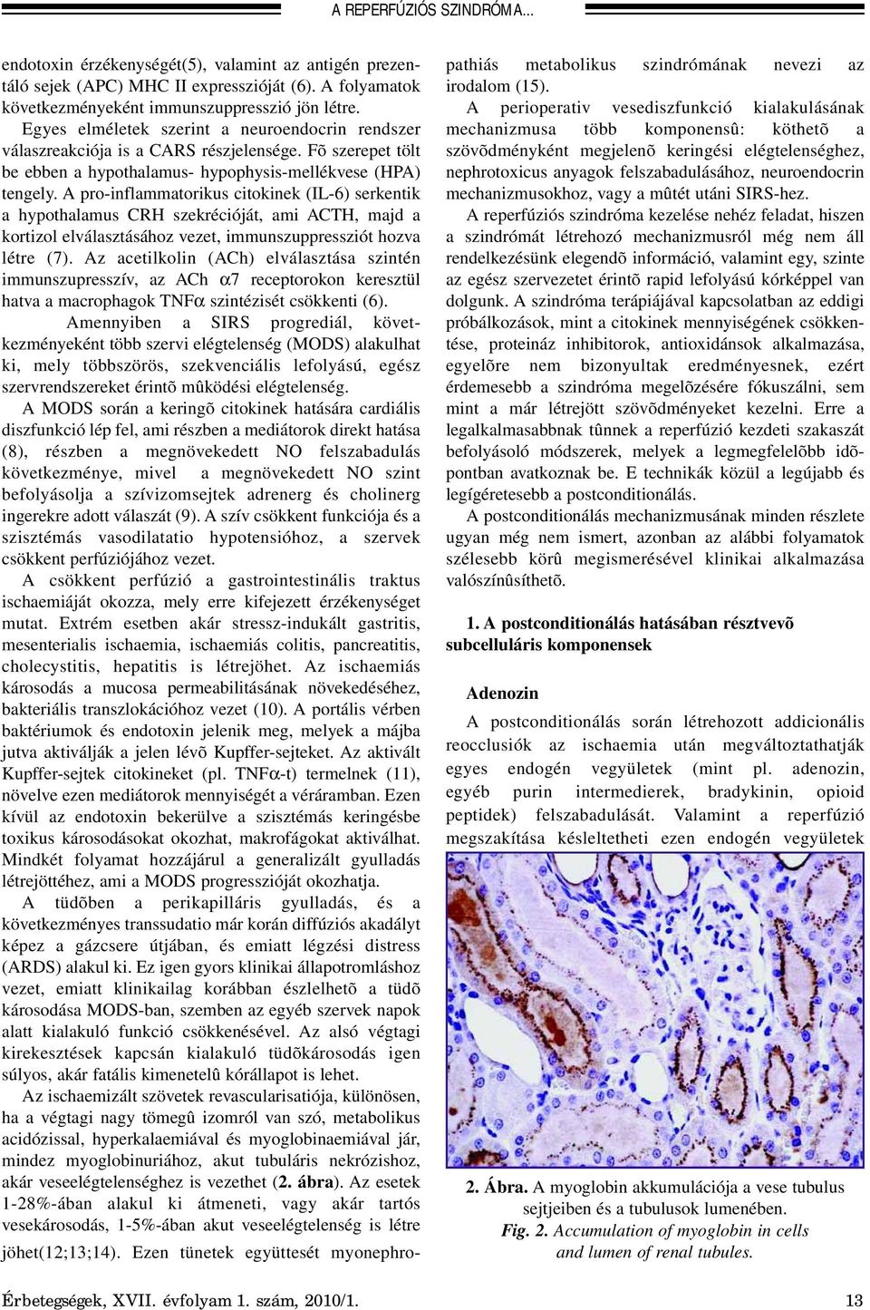 A pro-inflammatorikus citokinek (IL-6) serkentik a hypothalamus CRH szekrécióját, ami ACTH, majd a kortizol elválasztásához vezet, immunszuppressziót hozva létre (7).