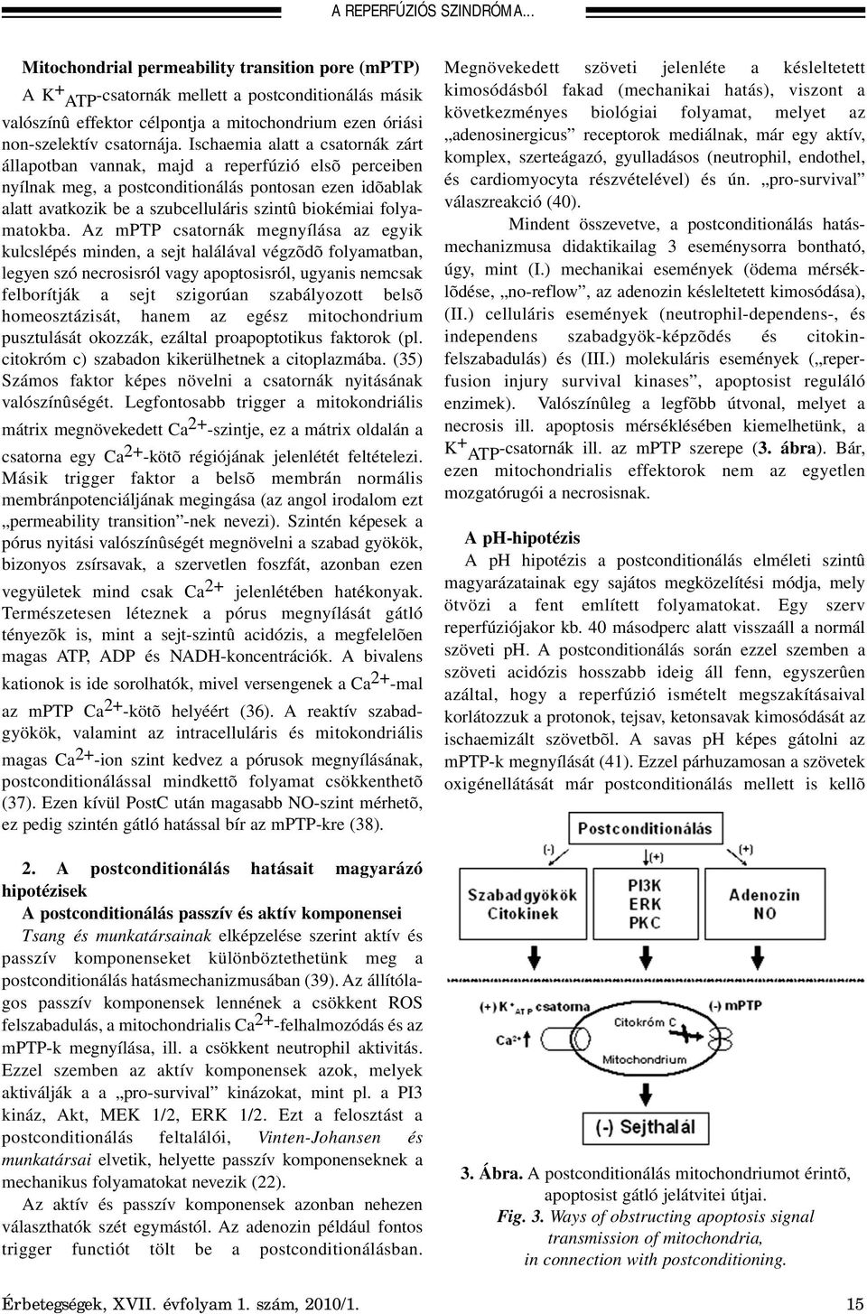 Ischaemia alatt a csatornák zárt állapotban vannak, majd a reperfúzió elsõ perceiben nyílnak meg, a postconditionálás pontosan ezen idõablak alatt avatkozik be a szubcelluláris szintû biokémiai