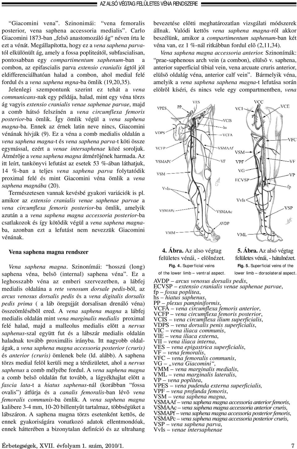Megállapította, hogy ez a vena saphena parvatól elkülönült ág, amely a fossa popliteától, subfascialisan, pontosabban egy compartimentum saphenum-ban a combon, az epifascialis parva extensio