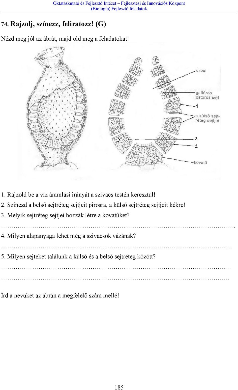 Színezd a belső sejtréteg sejtjeit pirosra, a külső sejtréteg sejtjeit kékre! 3.