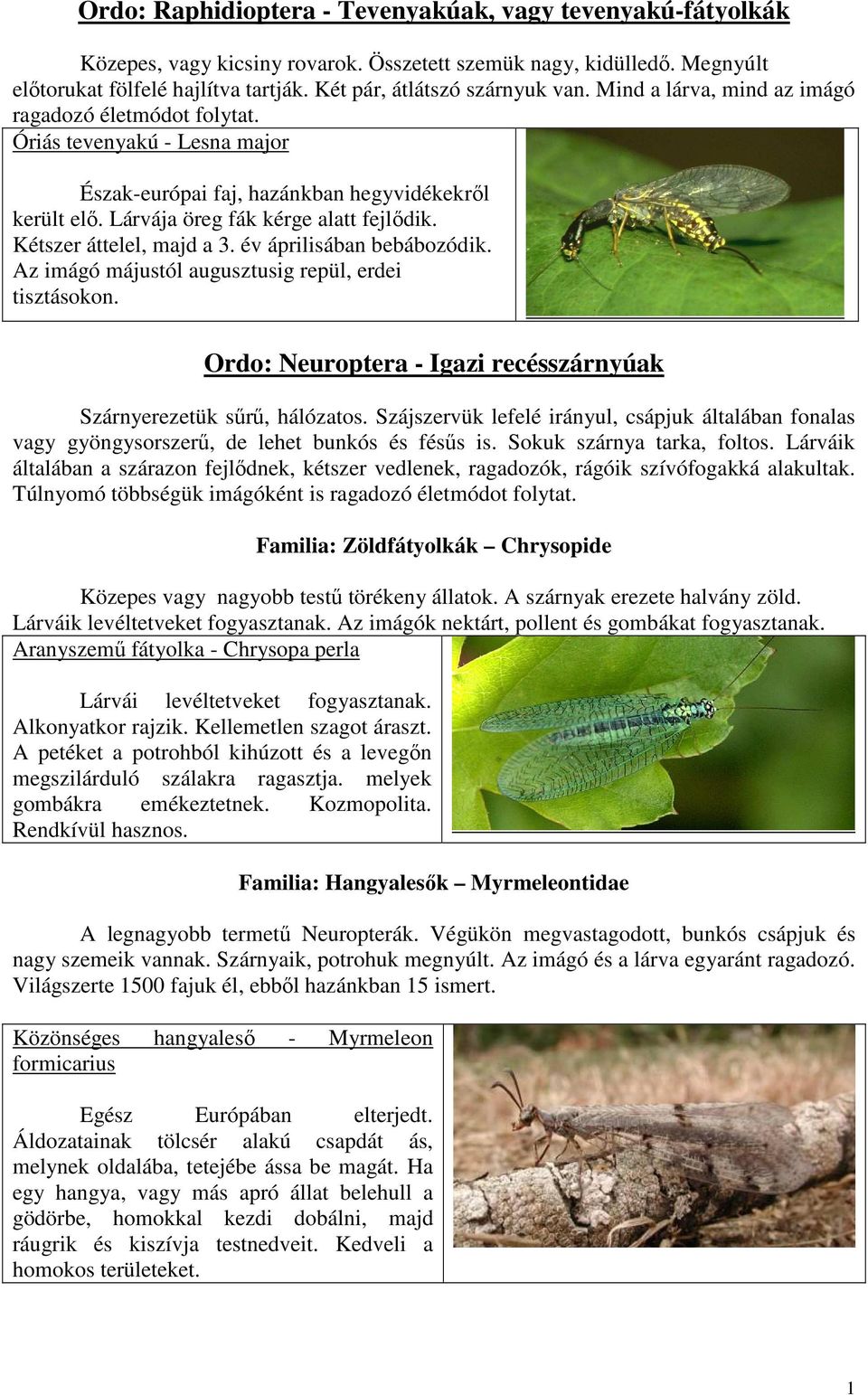 Ordo: Raphidioptera - Tevenyakúak, vagy tevenyakú-fátyolkák. Ordo:  Neuroptera - Igazi recésszárnyúak - PDF Free Download