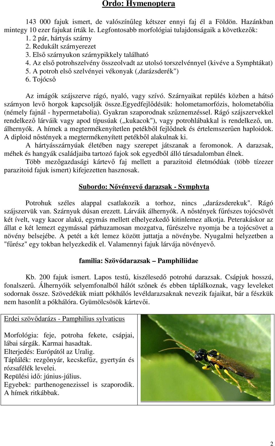 A potroh elsı szelvényei vékonyak (,darázsderék") 6. Tojócsı Az imágók szájszerve rágó, nyaló, vagy szívó. Szárnyaikat repülés közben a hátsó szárnyon levı horgok kapcsolják össze.