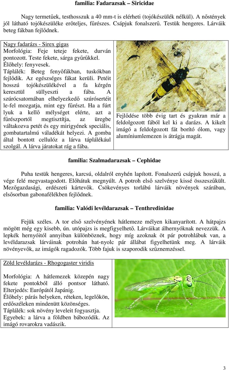 Táplálék: Beteg fenyıfákban, tuskókban fejlıdik. Az egészséges fákat kerüli. Petéit hosszú tojókészülékével a fa kérgén keresztül süllyeszti a fába.