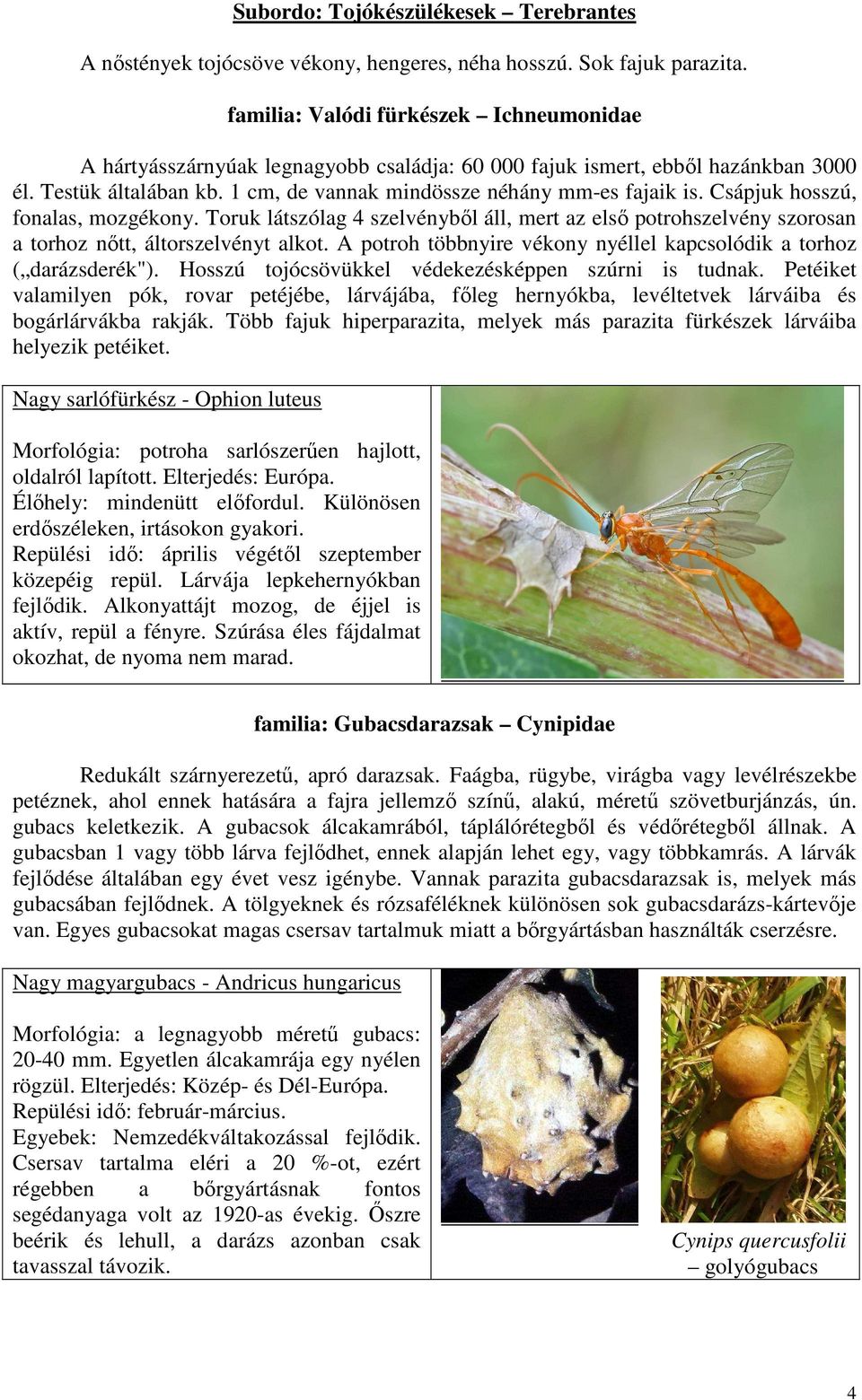 Csápjuk hosszú, fonalas, mozgékony. Toruk látszólag 4 szelvénybıl áll, mert az elsı potrohszelvény szorosan a torhoz nıtt, áltorszelvényt alkot.