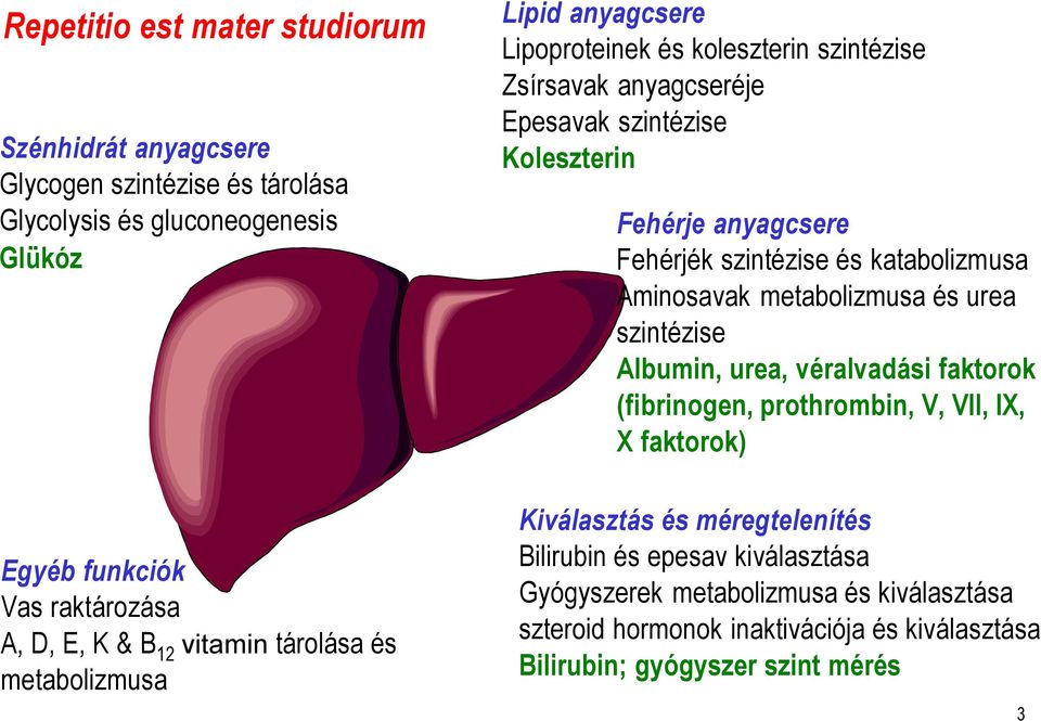 Albumin, urea, véralvadási faktorok (fibrinogen, prothrombin, V, VII, IX, X faktorok) Egyéb funkciók Vas raktározása A, D, E, K & B 12 vitamin tárolása és metabolizmusa