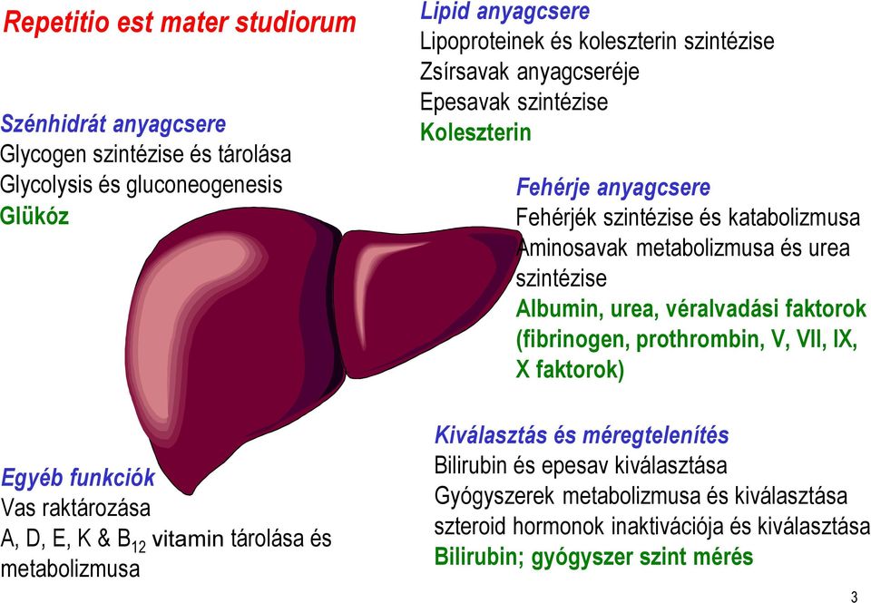 Máj és epeút betegségek. Prof. Dr. SzabóGyula tanszékvezető egyetemi tanár  - PDF Free Download