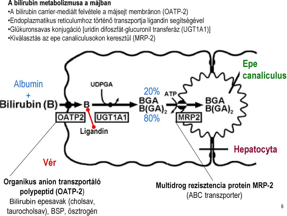 epe canaliculusokonkeresztül (MRP-2) Albumin + 20% Epe canaliculus Ligandin 80% Vér Organikus anion transzportáló