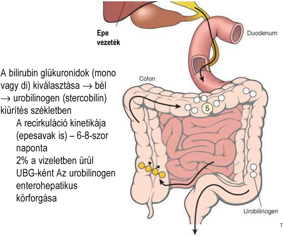 székletben A recirkuláció kinetikája (epesavak is) 6-8-szor