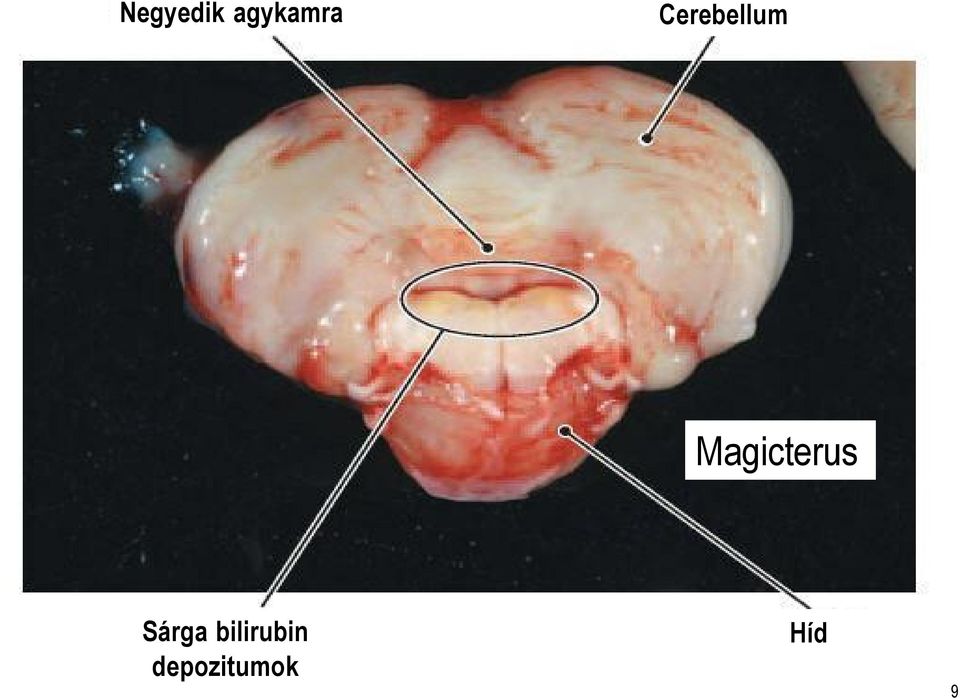 Magicterus Sárga