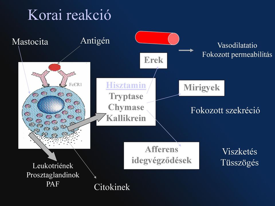 Kallikrein Mirigyek Fokozott szekréció Leukotriének
