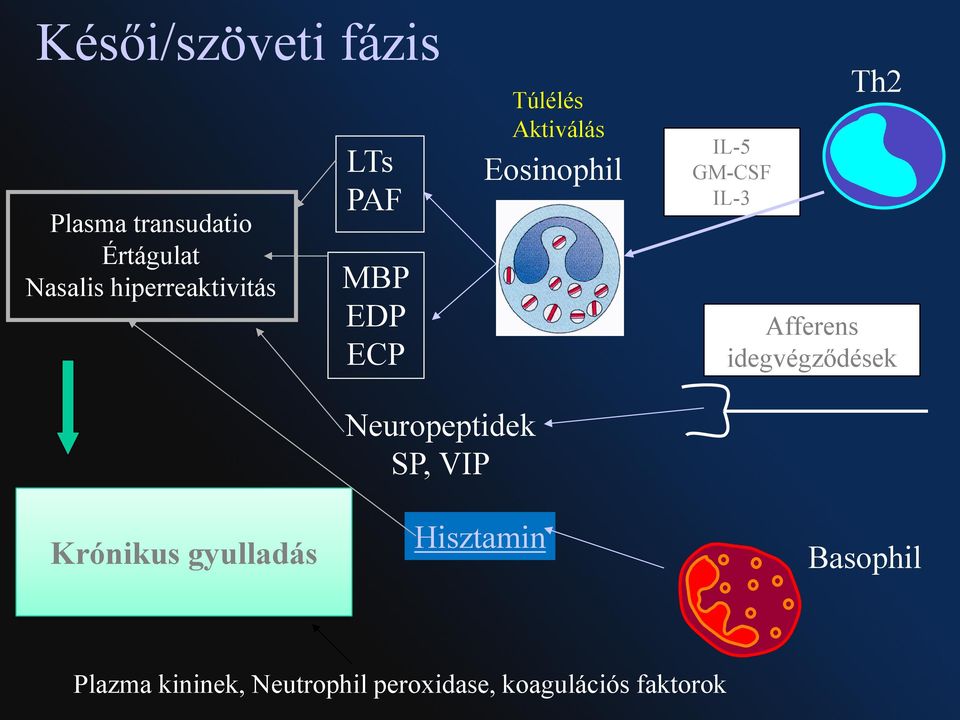 GM-CSF IL-3 Th2 Afferens idegvégződések Krónikus gyulladás