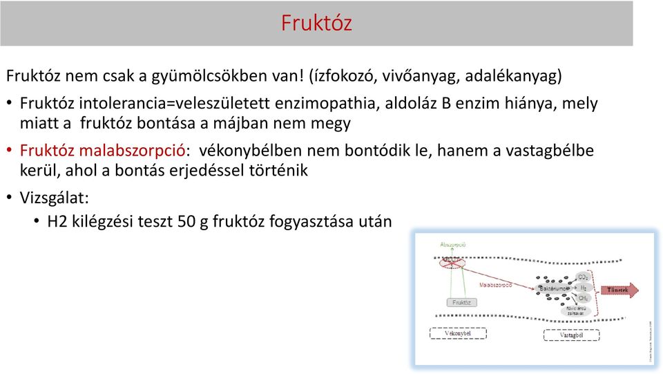 enzim hiánya, mely miatt a fruktóz bontása a májban nem megy Fruktóz malabszorpció: