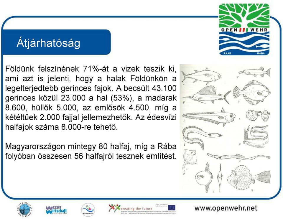 600, hüllők 5.000, az emlősök 4.500, míg a kétéltűek 2.000 fajjal jellemezhetők.