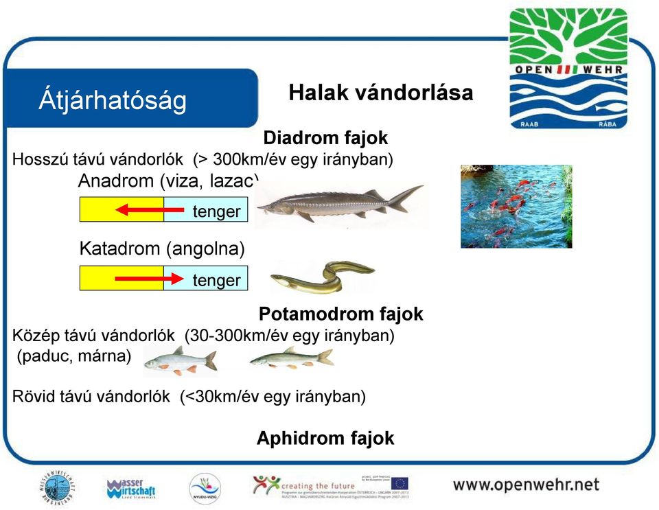 fajok Közép távú vándorlók (30-300km/év egy irányban) (paduc, márna)