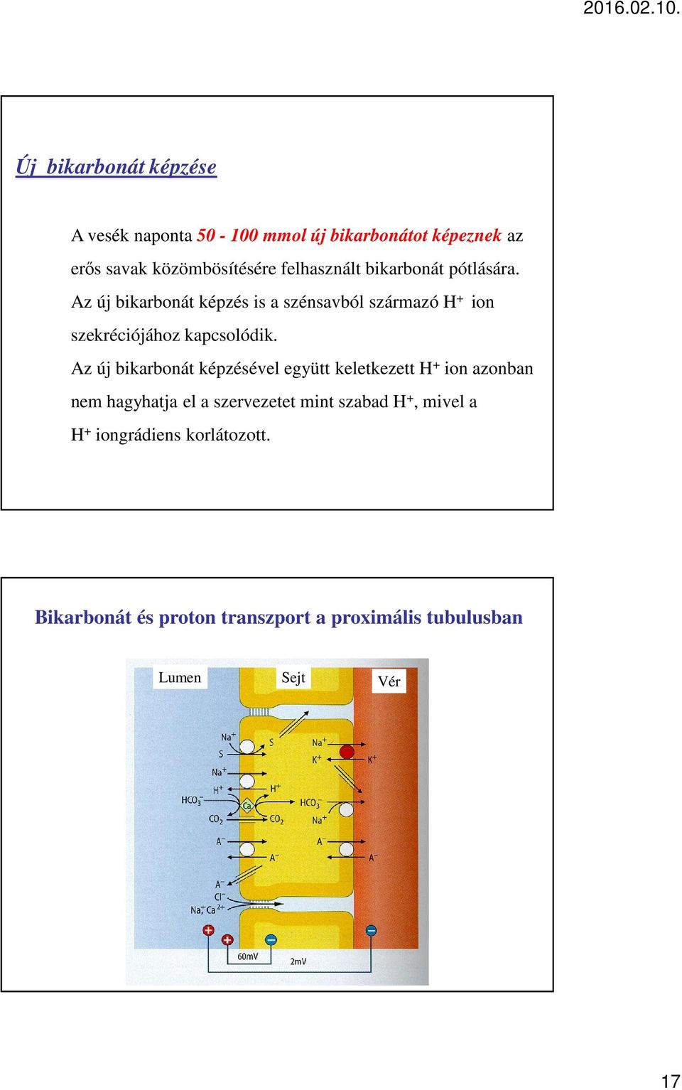 Az új bikarbonát képzés is a szénsavból származó H + ion szekréciójához kapcsolódik.