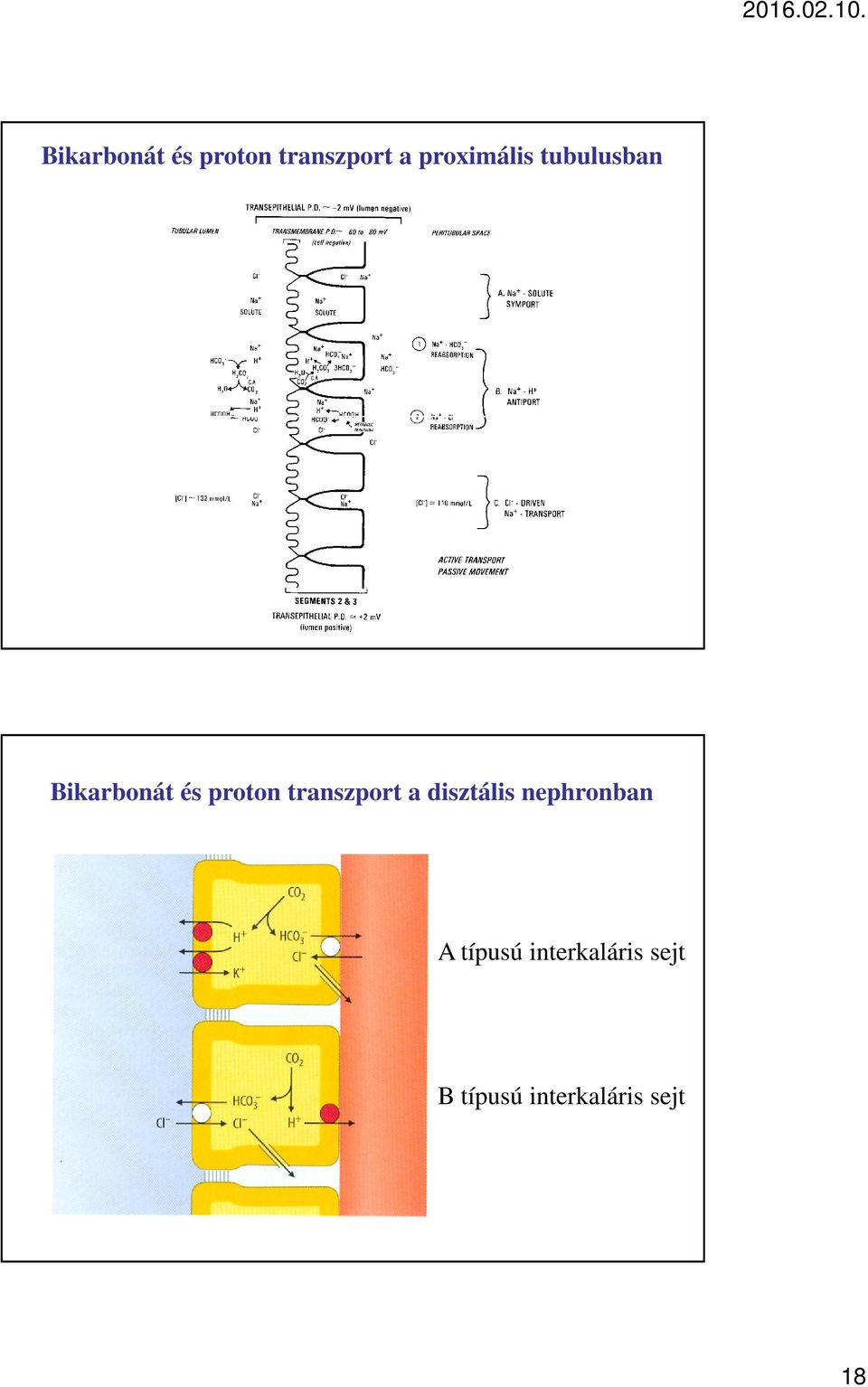 nephronban A típusú interkaláris sejt B
