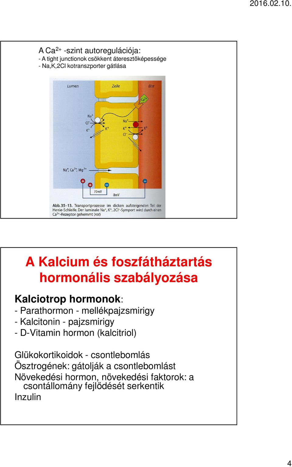mellékpajzsmirigy - Kalcitonin - pajzsmirigy - D-Vitamin hormon (kalcitriol) Glükokortikoidok - csontlebomlás
