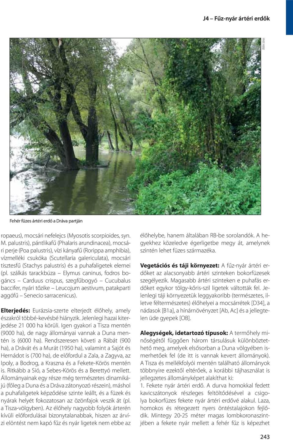 a puhafaligetek elemei (pl. szálkás tarackbúza Elymus caninus, fodros bogáncs Carduus crispus, szegfűbogyó Cucubalus baccifer, nyári tőzike Leucojum aestivum, patakparti aggófű Senecio sarracenicus).
